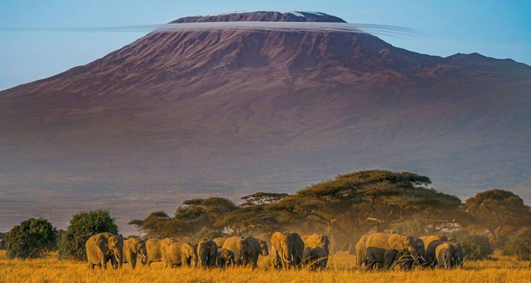 Un troupeau d'éléphants broute sous le dôme enneigé du mont Kilimandjaro à l'aube