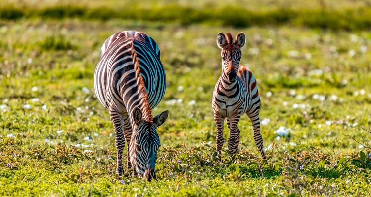 Une zèbre mère et son jeune poulain broutent dans une plaine d'un vert éclatant parsemée de petites fleurs blanches