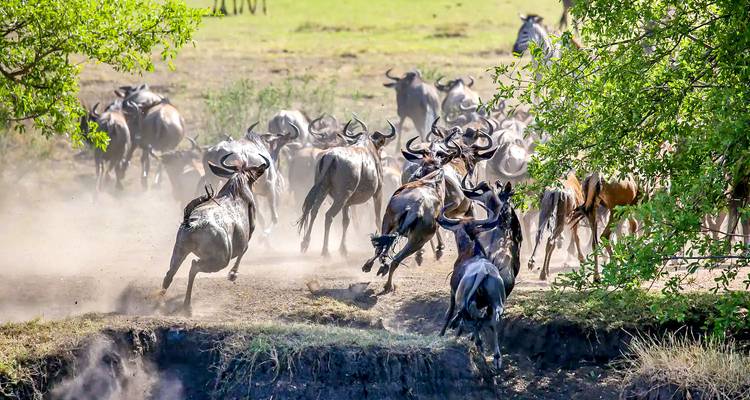 La poussière vole alors qu'un troupeau de gnous bondit dans une rivière pendant la grande migration