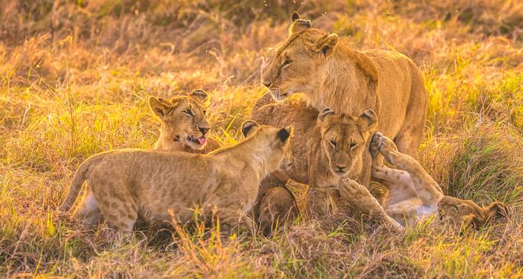 Une fierté joueuse de lionceaux roule et bondit dans l'herbe dorée éclairée par le soleil de fin d'après-midi
