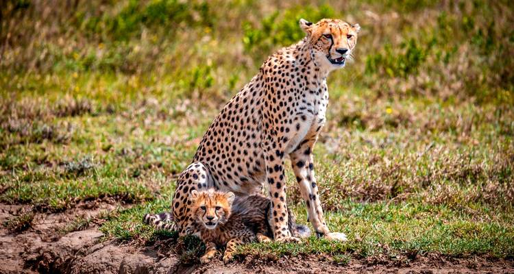 Guépard alerte assis gardant son petit sur la savane herbeuse