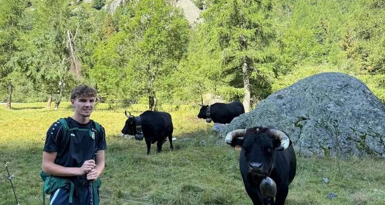 Jeune randonneur debout dans un pré avec des vaches alpines noires et des pentes boisées.