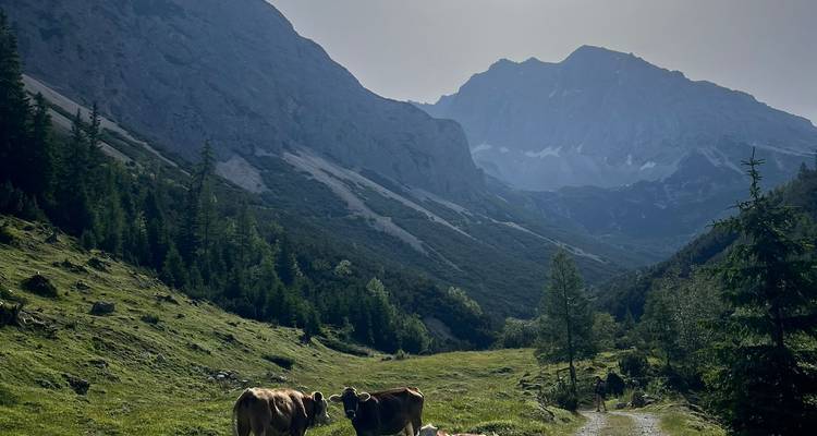 Vallée alpine pastorale avec des vaches qui paissent par un matin ensoleillé et des pics brumeux.