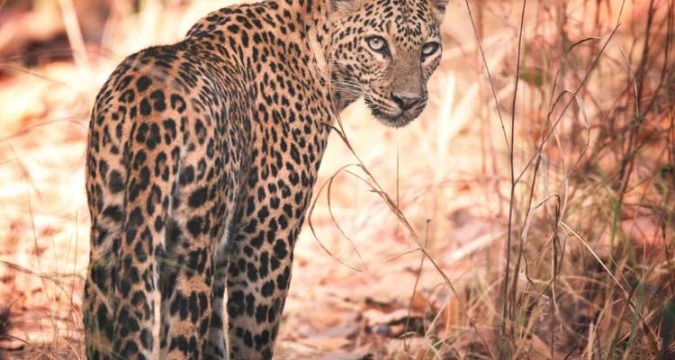 Luipaard in natuurlijke habitat, vastgelegd met gedetailleerde focus op textuur en kleuren.
