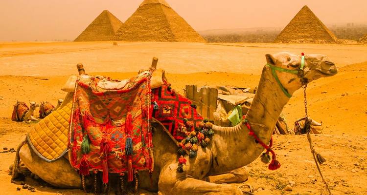 Chameau décoré se reposant sur du sable de désert teinté d'orange avec des pyramides dans un arrière-plan brumeux.