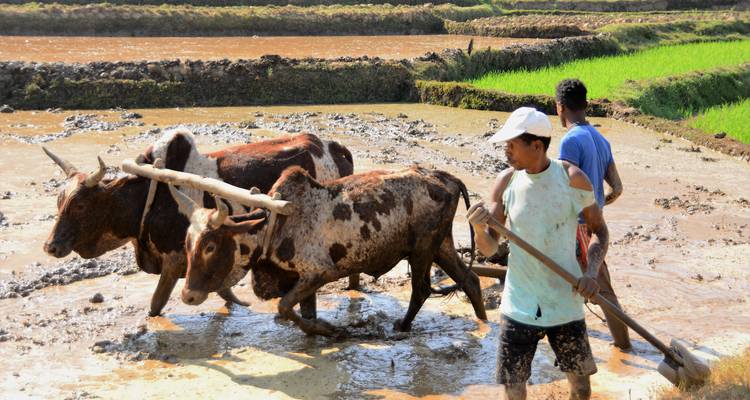 Les agriculteurs utilisent des zébus pour labourer une rizière boueuse sous un soleil éclatant.