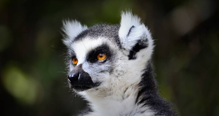 Portrait net d'un lémurien à queue annelée aux yeux orange saisissants sur un fond de forêt sombre.