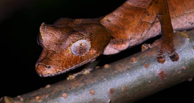 Gros plan d'un gecko à queue de feuille s'accrochant à une branche la nuit avec une peau texturée détaillée.