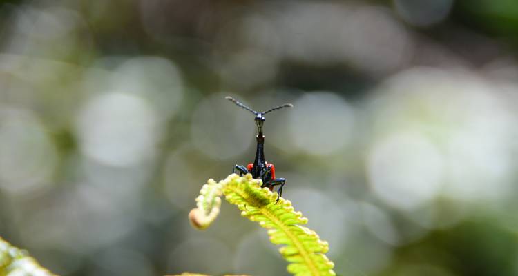 Plan macro d'un charançon girafe perché sur l'extrémité d'une feuille de fougère verte avec un arrière-plan en bokeh doux.