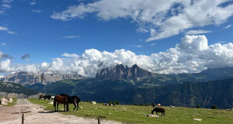 Panorama expansif des Dolomites avec des chevaux au pâturage et des formations nuageuses dramatiques.