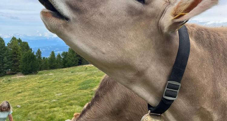 Très gros plan de la tête d'une vache avec cloche, avec randonneur et prairie alpine flous en arrière-plan.
