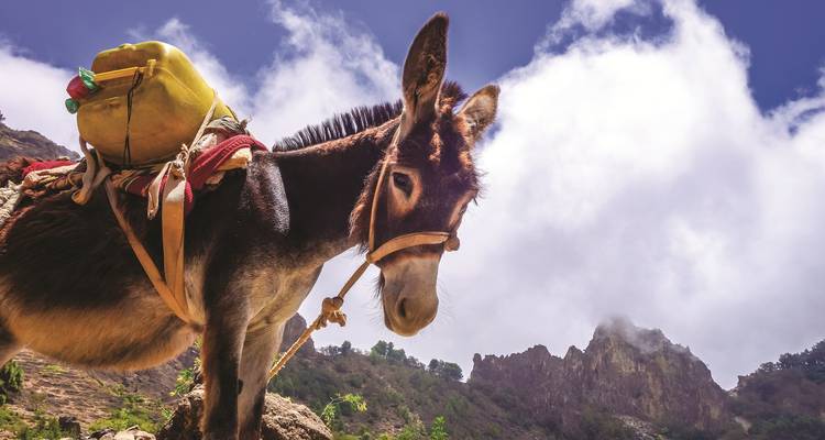 Âne de bât avec un sac jaune debout sur un sentier rocheux sur fond de pics déchiquetés et de nuages tourbillonnants.