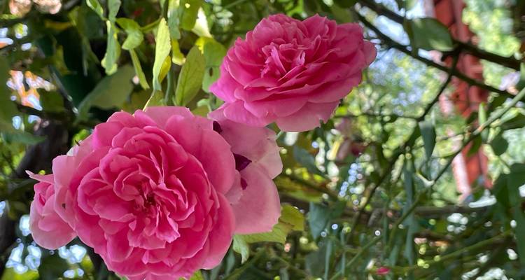 Deux roses roses en fleurs sur un feuillage de jardin luxuriant dans une lumière douce.