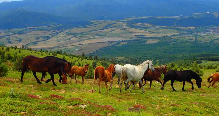 Un troupeau de chevaux sauvages traverse une prairie de haute montagne avec des vues panoramiques sur la vallée en contrebas.