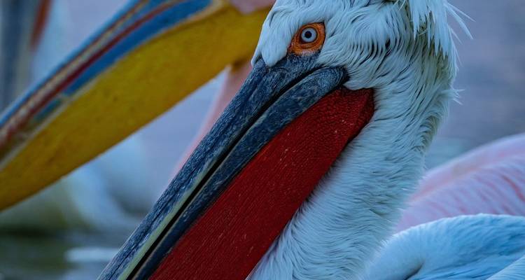 Portrait en gros plan d'un pélican montrant les détails vifs rouges et jaunes du bec.
