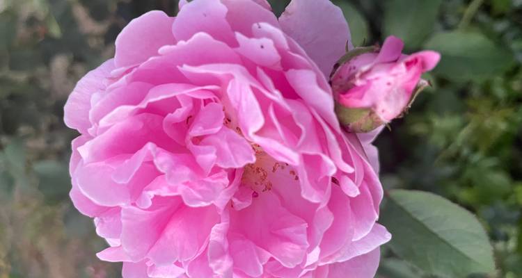 Plan rapproché d'une fleur de rose rose éclatante avec un bourgeon en dessous.