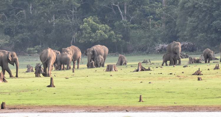 A herd of wild elephants grazes on open grassland bordered by dense forest stumps.