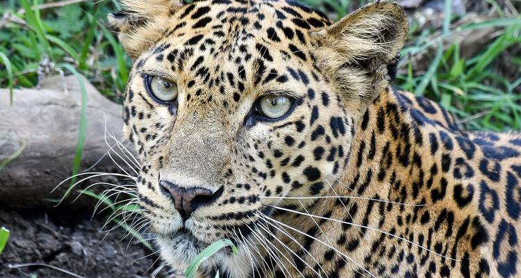 Close-up of a leopard with intense green eyes resting among foliage.