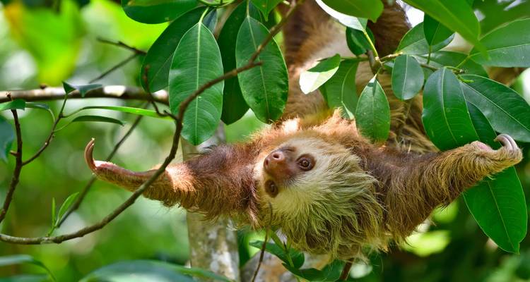 Zweizehen-Faultier hängt kopfüber von einem belaubten Regenwaldast.
