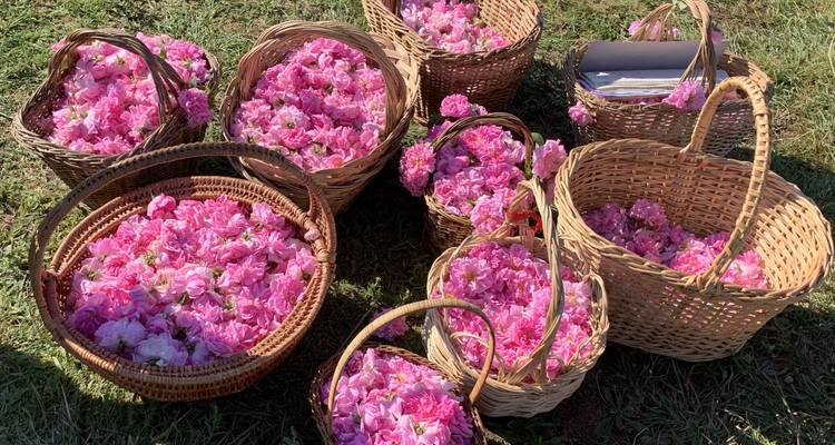 Paniers en osier débordant de pétales de roses roses fraîchement cueillies posés sur l'herbe sous une lumière vive du jour.