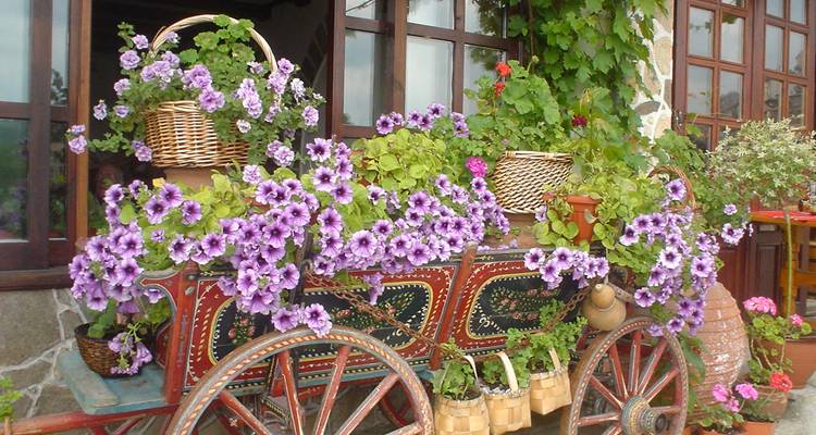 Une charrette en bois colorée décorée de paniers de fleurs violettes se dresse devant un bâtiment rustique recouvert de vignes.