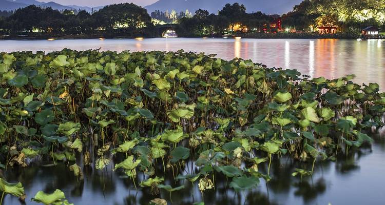 Lotus plants covering the surface of West Lake at dusk with distant lit-up shoreline and hills.