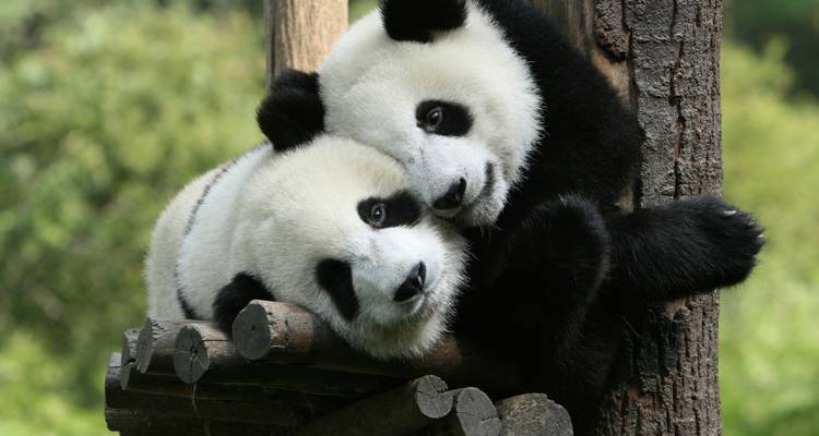 Deux pandas géants joueurs se câlinant ensemble sur une plateforme en bois avec un arrière-plan forestier doux.