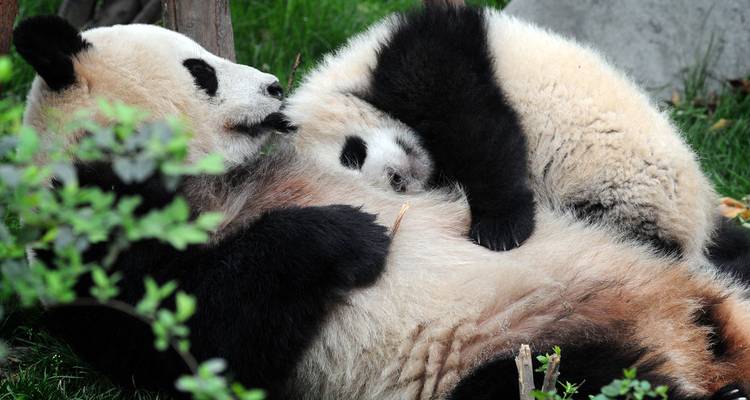 Een moeder-panda wiegt haar piepkleine jong terwijl ze op zacht gras ligt in onderzoekscentrum van Chengdu.