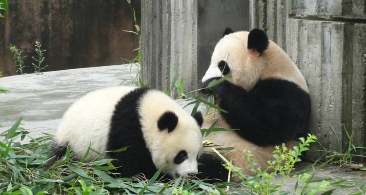 Dos pandas gigantes mastican bambú entre follaje verde junto a una pared de piedra del recinto.