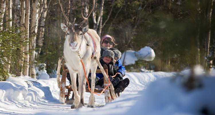Un renne tire un traîneau en bois transportant des passagers emmitouflés le long d'un sentier forestier enneigé sous une lumière hivernale éclatante.