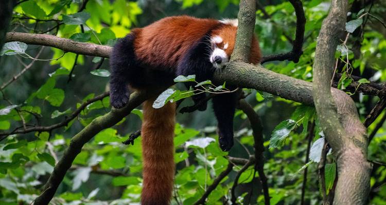 A red panda rests sprawled on a tree branch surrounded by dense green foliage.