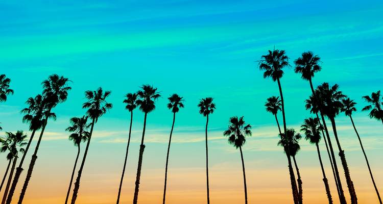 Palmiers en silhouette contre un ciel de coucher de soleil vibrant.