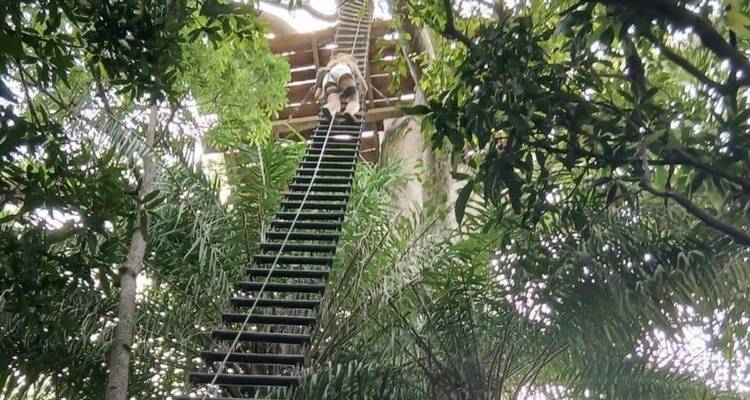 Personne grimpant une échelle de canopée abrupte suspendue haut parmi de denses arbres verts.