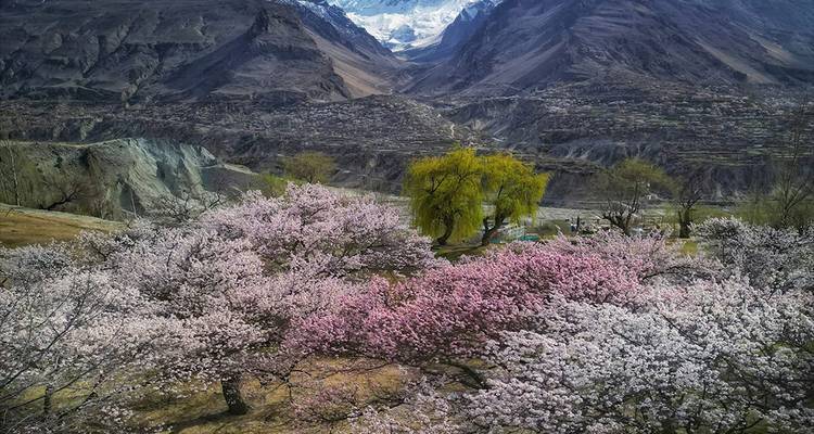 Roze en witte abrikozenbloesems bedekken een vallei met besneeuwde toppen die hoog oprijzen op de achtergrond.