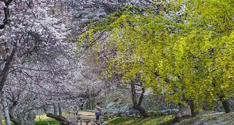 Pad overschaduwd door kersenbloesems en een frisse groene wilg waar een eenzame persoon loopt met een schep.