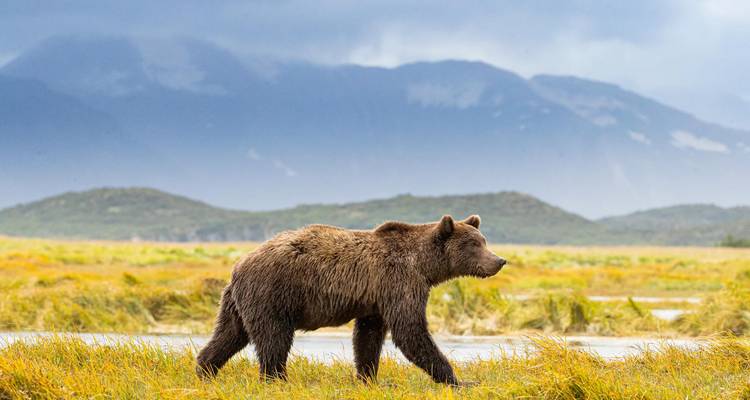 Grizzly bear walking across grassy river delta with misty mountains in the background.