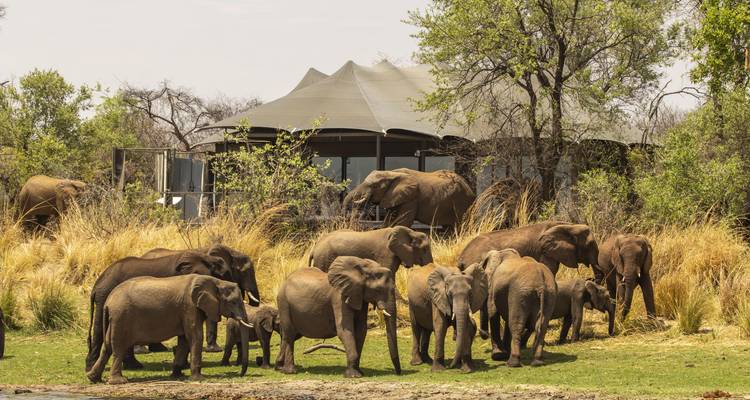 A large herd of elephants grazing on lush grass near an upscale canvas safari lodge by the water