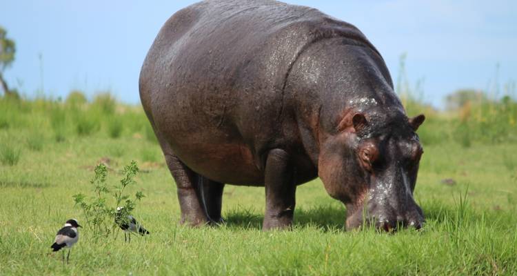 A wet, glistening hippo grazing on fresh green grass alongside two small birds