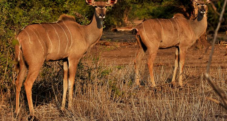 Two female kudu standing alert among dry grasses and bush at golden hour