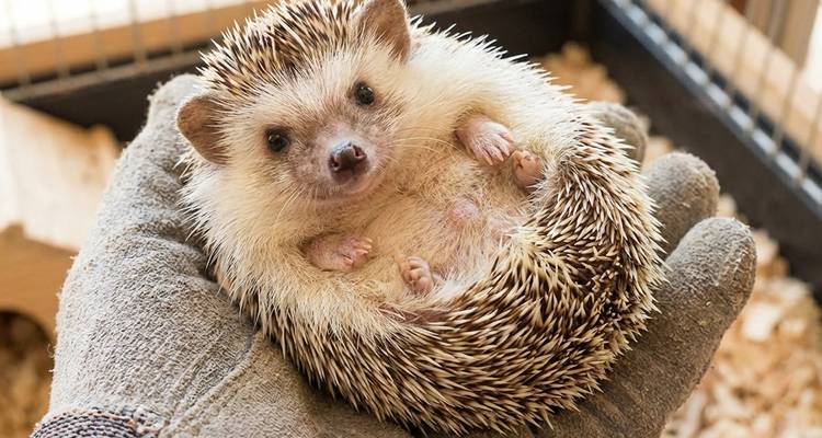 Close-up van een kleine egel opgerold in een gehandschoende hand in een dierencafé-omgeving.