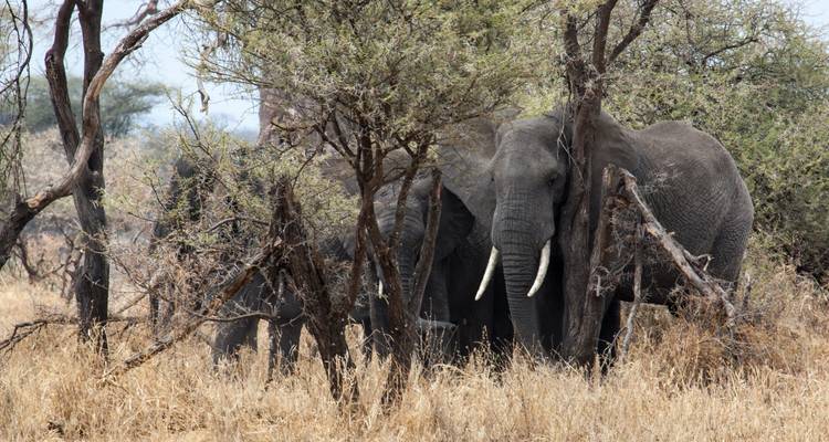 Pair of elephants partially hidden among thorny trees in dry bushland.