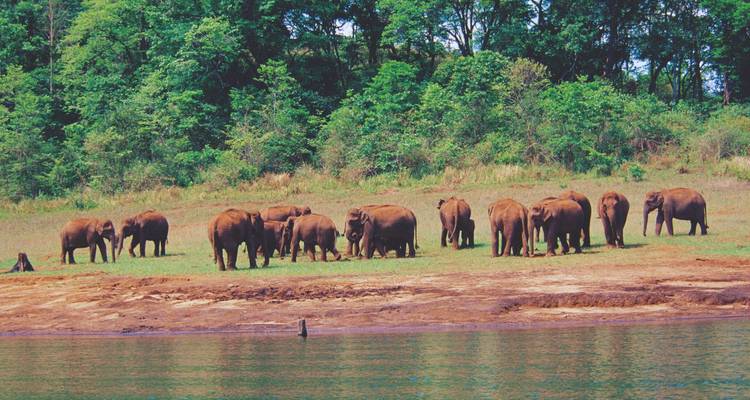 Kudde wilde olifanten grazend op een grasrijke oever naast een kalm meer met dicht bos erachter.