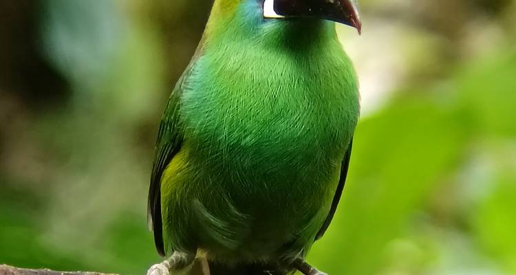 Toucanet vert vif perché en alerte sur une branche dans un environnement luxuriant de forêt de nuages.