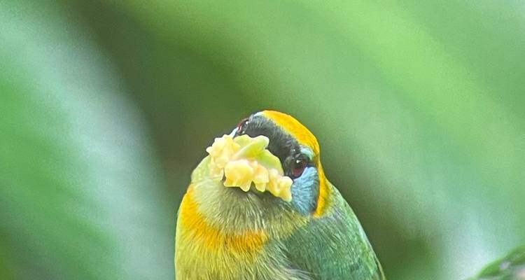Tangara coloré avec une tête jaune tenant de la nourriture sur un fond vert doux.
