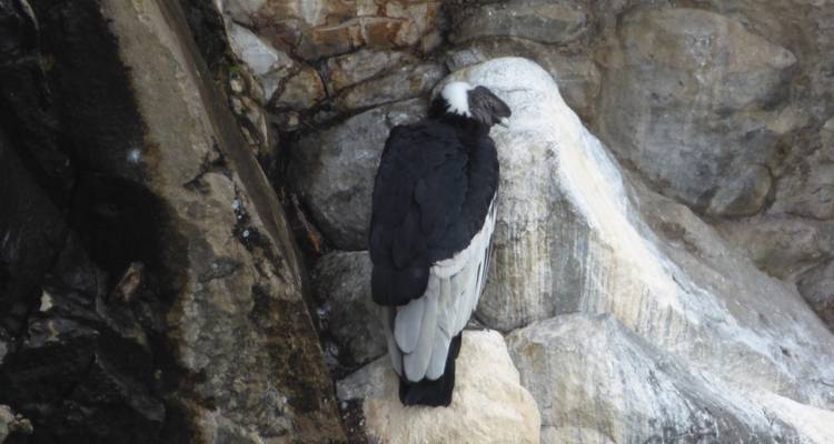 Condor des Andes se reposant sur un rebord rocheux de falaise avec les ailes repliées.