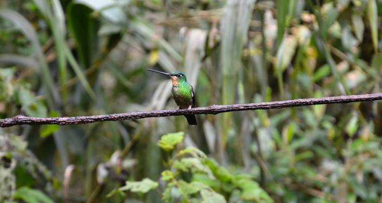 Petit colibri vert en équilibre sur une branche fine avec un feuillage de jungle flou en arrière-plan.