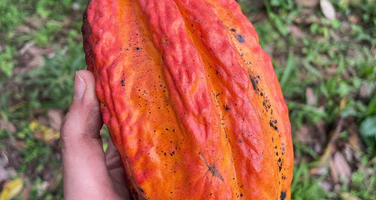 Main tenant une gousse de cacao orange mûre dans un décor de sol de forêt tropicale.