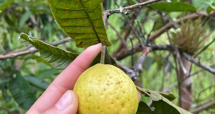 Main pointant vers un petit fruit de goyave jaune suspendu à une branche feuillue.