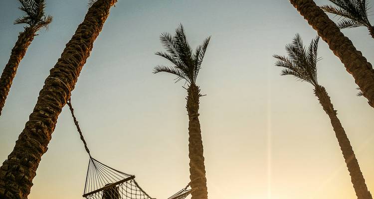 Palmiers et hamac en silhouette contre un ciel de coucher de soleil désertique doux.