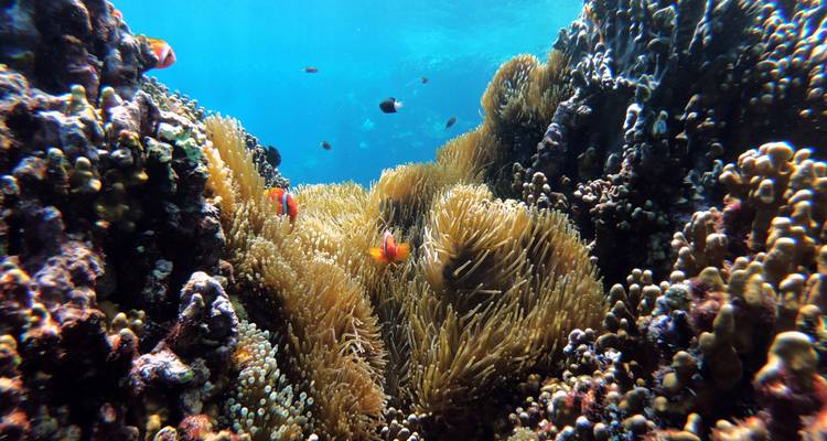 Récif de corail vibrant avec anémone et poissons tropicaux prospérant dans une eau bleue claire.